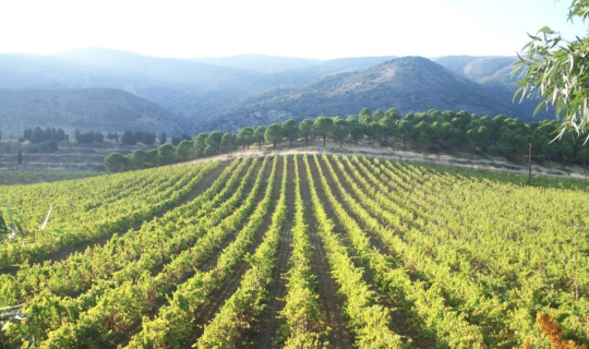 Château Musar 1990 kaufen – gereifter Kultwein aus dem Bekaa-Tal