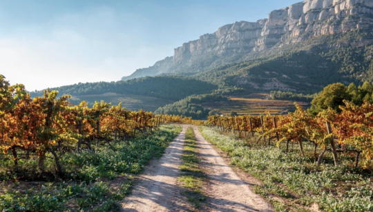 L’Ermita 2021 von Alvaro Palacios – 100 Punkte Priorat Spitzenwein
