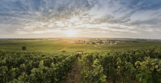 Richebourg Grand Cru 1983 Charles Noëllat | Seltene Burgunder-Rarität