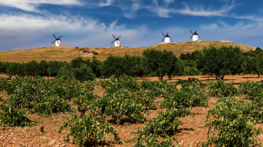 Klimawandel und Weinbau: Wie Hitze die Weinqualität beeinflusst