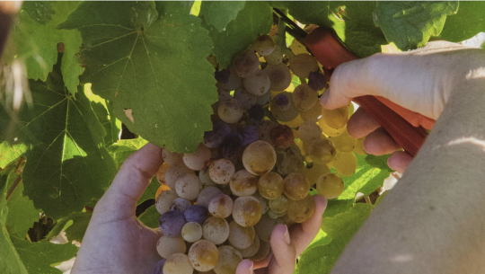 Weinlese 2026: Früher Start & erste Prognosen