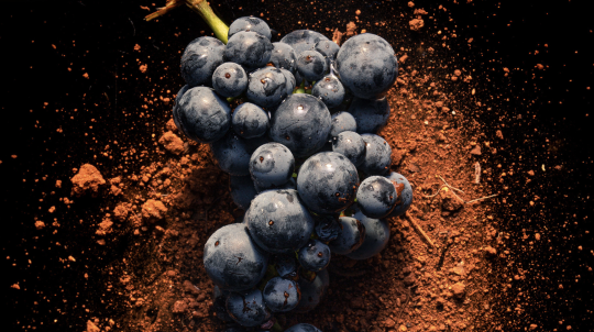 Primitivo Wein: 5 Klischees im Faktencheck