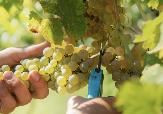 2026 - Deutschlands Weinlese startet so früh wie nie